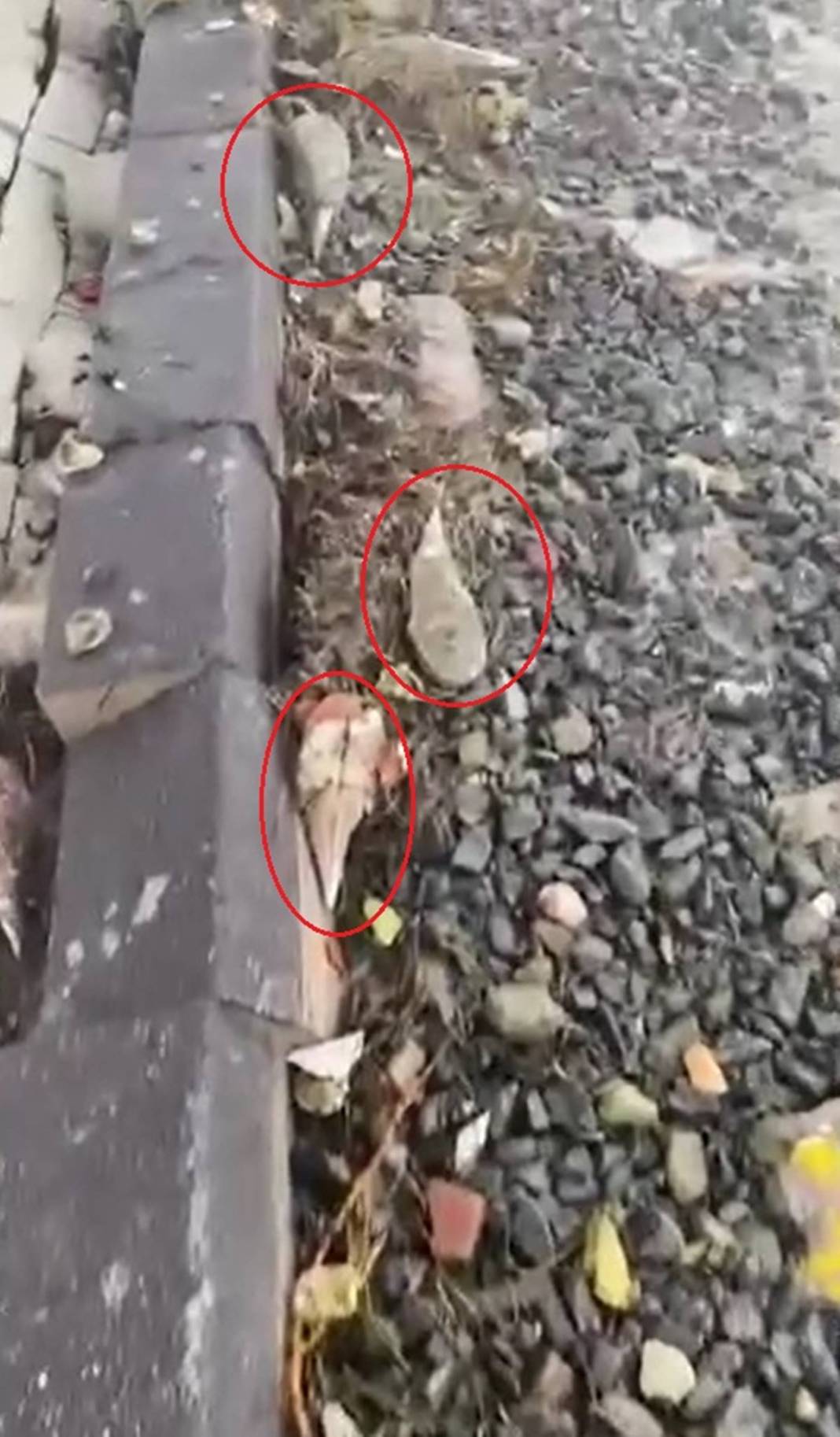 Marmara Denizi'nin son umuduydu: Cesetleri karaya vurdu! Uzmanlar endişeli, ekosistem tehlikede 8